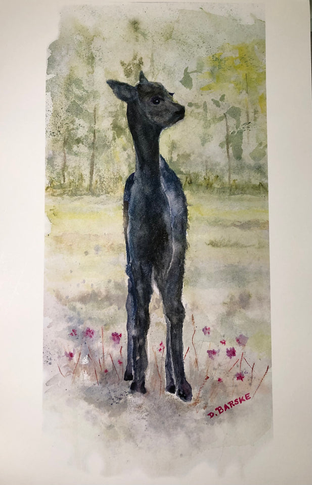 watercolor painting of a black cria (baby alpaca)
